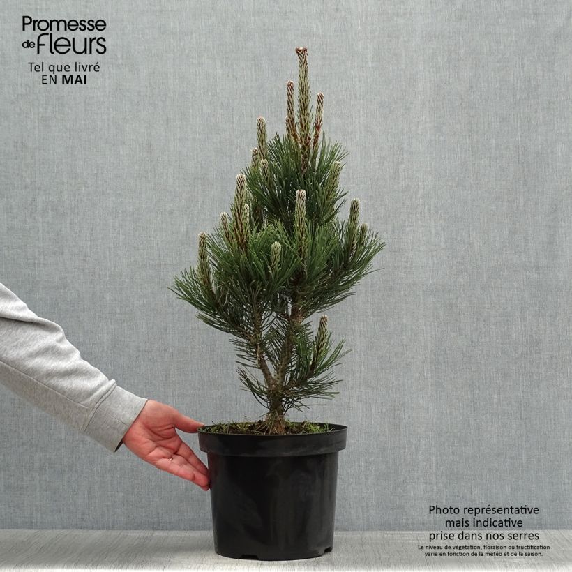 Exemplaar van Pinus heldreichii Malinkii - Bosnische den Pot van 7,5 l/10 l zoals geleverd in de lente