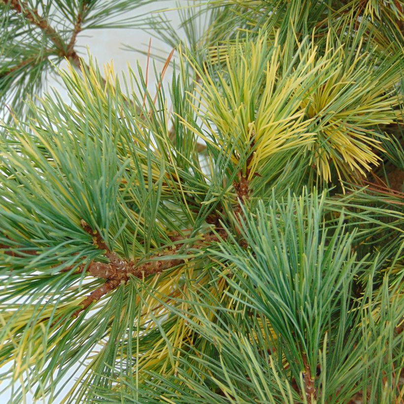 Pinus peuce Aureovariegata - Macedonische den (Blad)