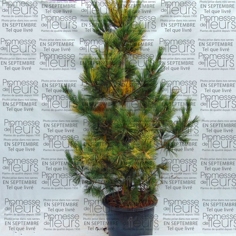 Voorbeeld van een exemplaar van Pinus peuce Aureovariegata - Macedonische den Pot van 18 l/20 l zoals geleverd
