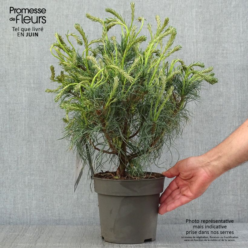 Exemplaar van Pinus strobus Green Twist - Weymouthden Pot van 2 l/3 l zoals geleverd in de zomer