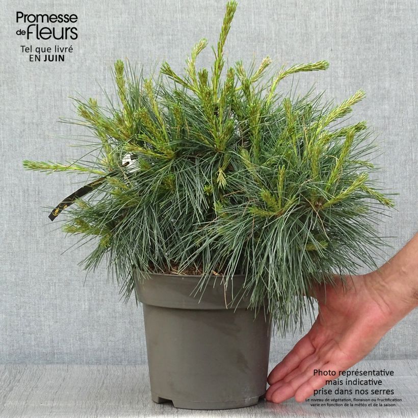 Exemplaar van Pinus strobus Niagara Falls - Weymouthden Pot van 3 l/4 l zoals geleverd in de zomer