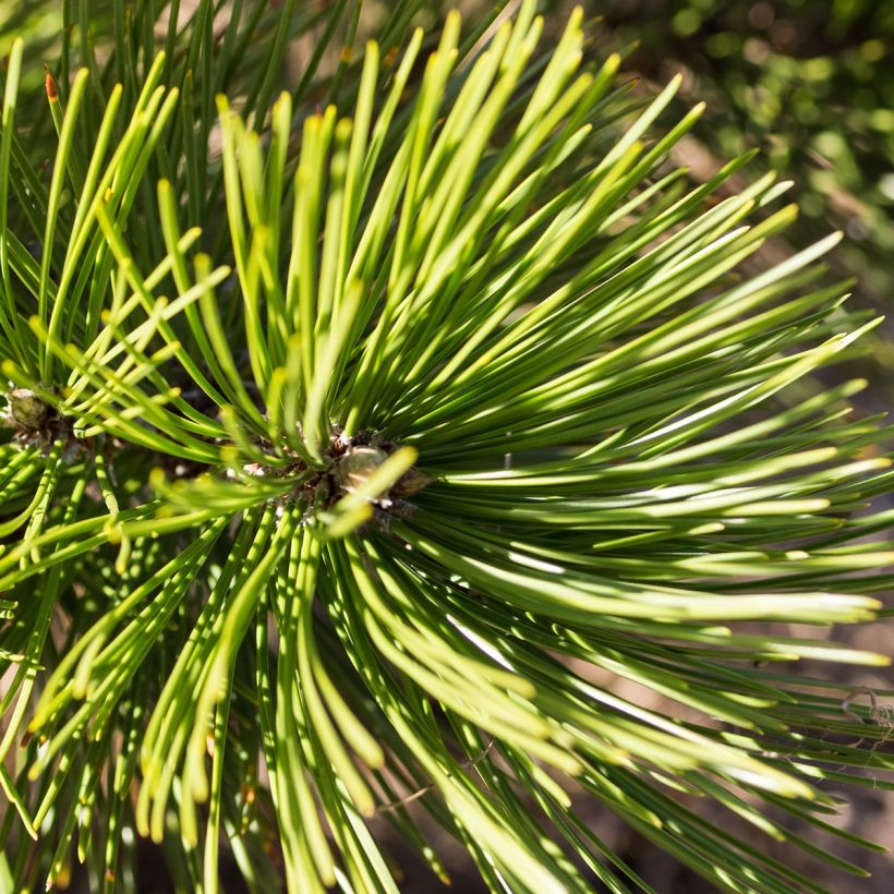 Pinus heldreichii Compact Gem - Bosnische den (Blad)