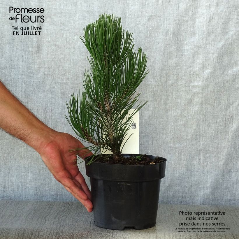 Exemplaar van Pinus heldreichii Compact Gem - Bosnische den Pot van 2 l/3 l zoals geleverd in de zomer