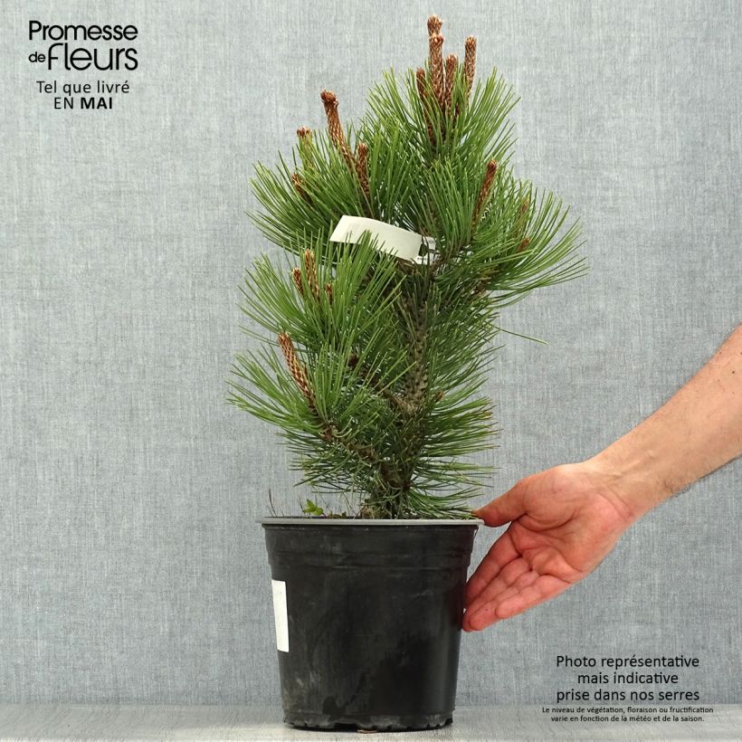 Exemplaar van Pinus heldreichii Compact Gem - Bosnische den Pot van 4 l/5 l zoals geleverd in de lente
