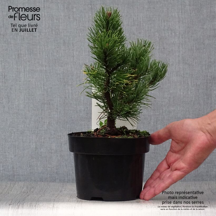 Exemplaar van Pinus mugo Carsten's Wintergold - Bergden Pot van 2 l/3 l zoals geleverd in de zomer