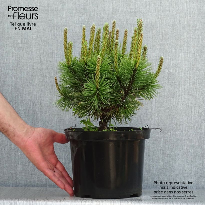Example of Pinus mugo Carsten's Wintergold - Bergden Pot van 4 l/5 l as you get in printemps