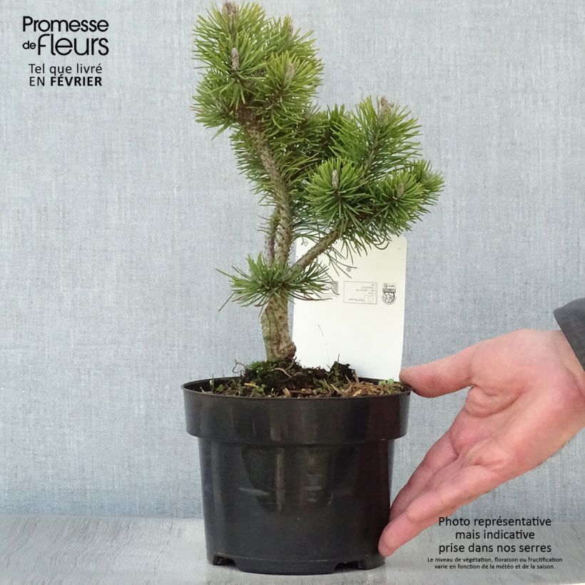Exemplaar van Pinus mugo Mops Gold - Bergden Pot van 2 l/3 l zoals geleverd in de winter