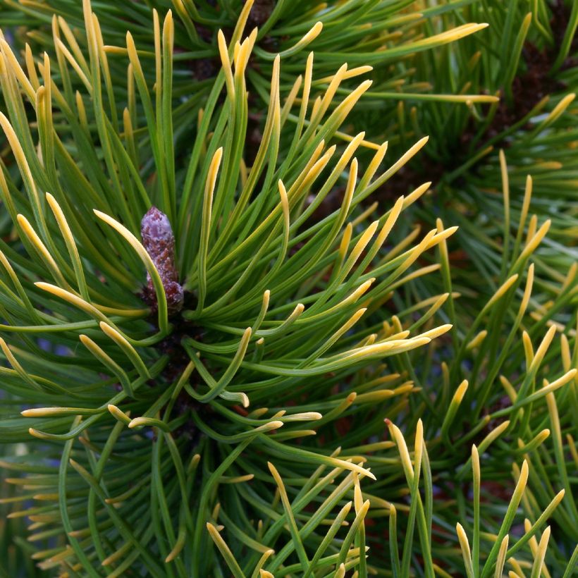 Pinus mugo Mops Gold - Bergden (Blad)