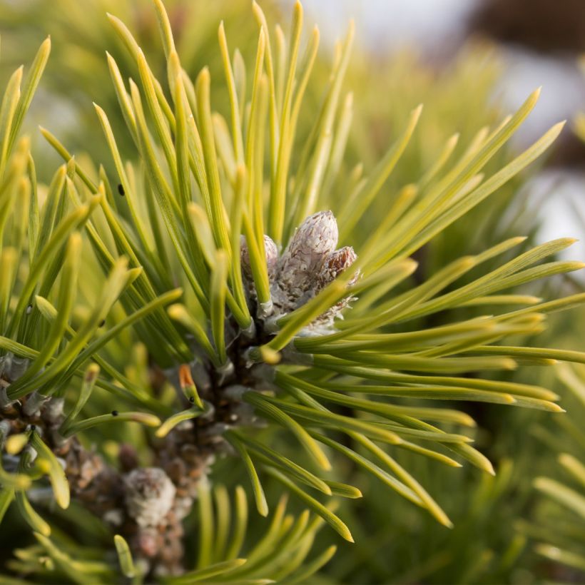 Pinus mugo Mops Gold - Bergden (Oogst)