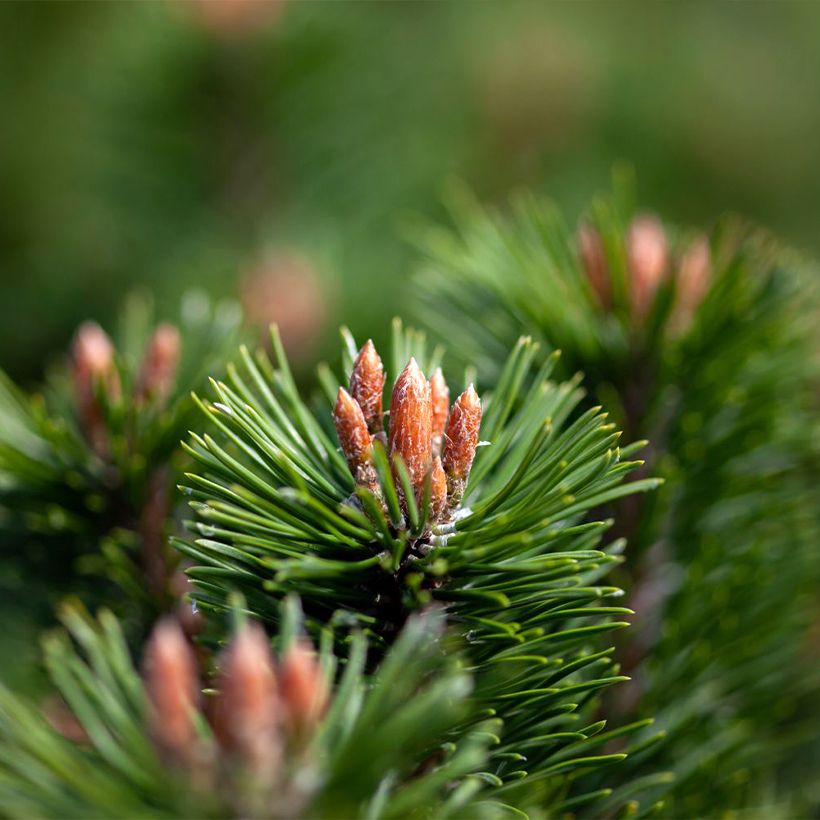 Pinus mugo Mumpitz - Bergden (Blad)