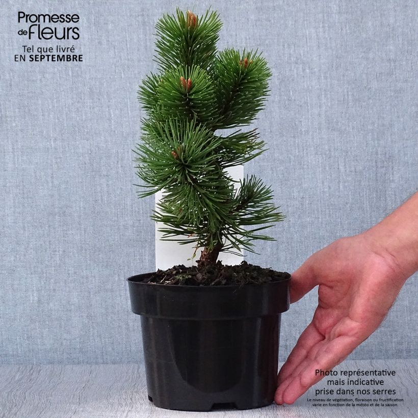 Exemplaar van Pinus mugo Mumpitz - Bergden Pot van 2 l/3 l zoals geleverd in de herfst
