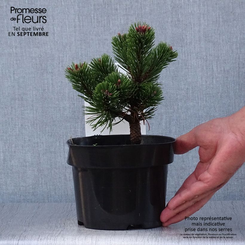 Exemplaar van Pinus mugo Sherwood Compact - Bergden Pot van 2 l/3 l zoals geleverd in de herfst