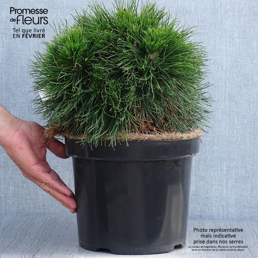 Exemplaar van Pinus mugo Varella - Bergden Pot van 7,5 l/10 l zoals geleverd in de herfst