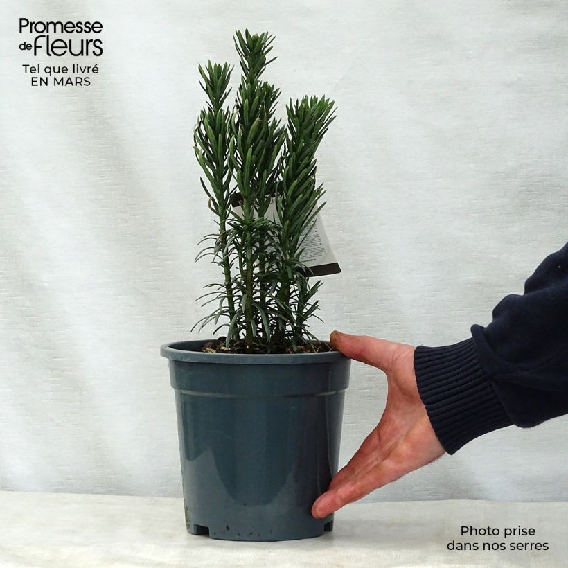 Example of Cephalotaxus harringtonia Fastigiata - Knoptaxus Pot van 2 l/3 l as you get in printemps
