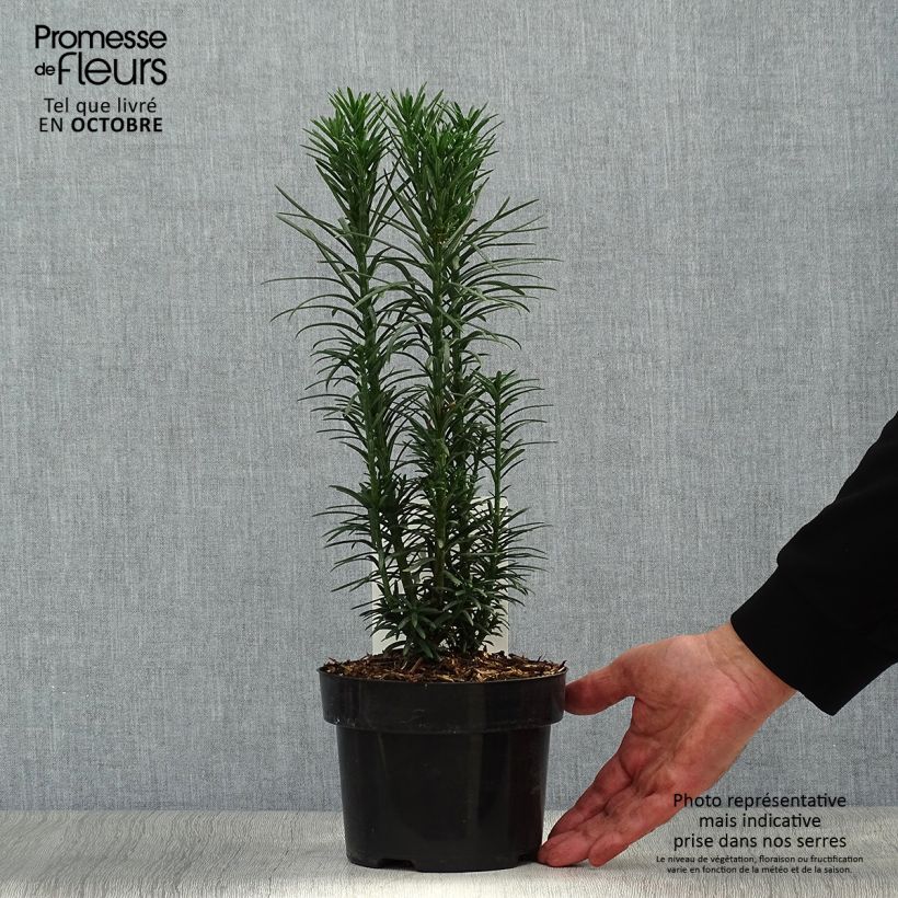 Exemplaar van Cephalotaxus harringtonia Fastigiata - Knoptaxus Pot van 2 l/3 l zoals geleverd in de herfst