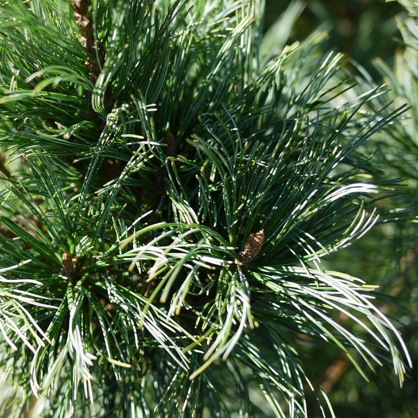 Pinus pumila Glauca - Dwergden (Blad)