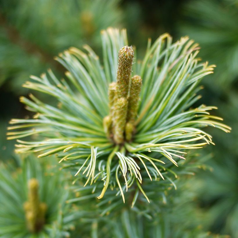 Pinus pumila Glauca - Dwergden (Bloei)