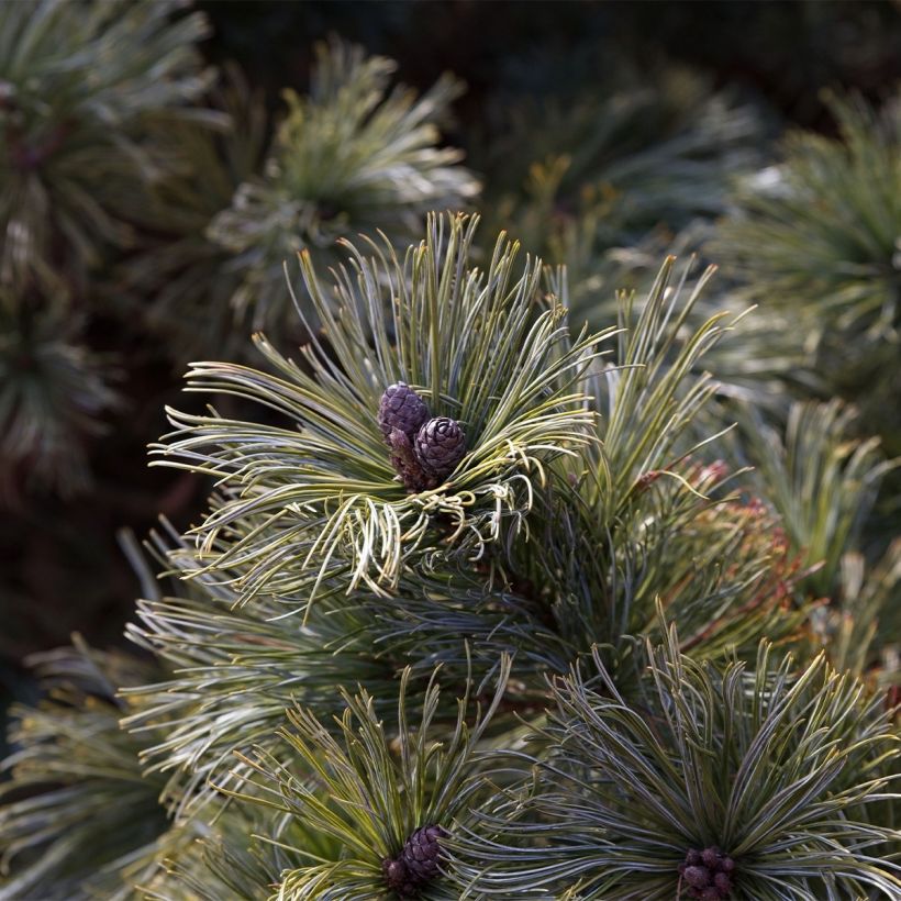 Pinus pumila Glauca - Dwergden (Oogst)