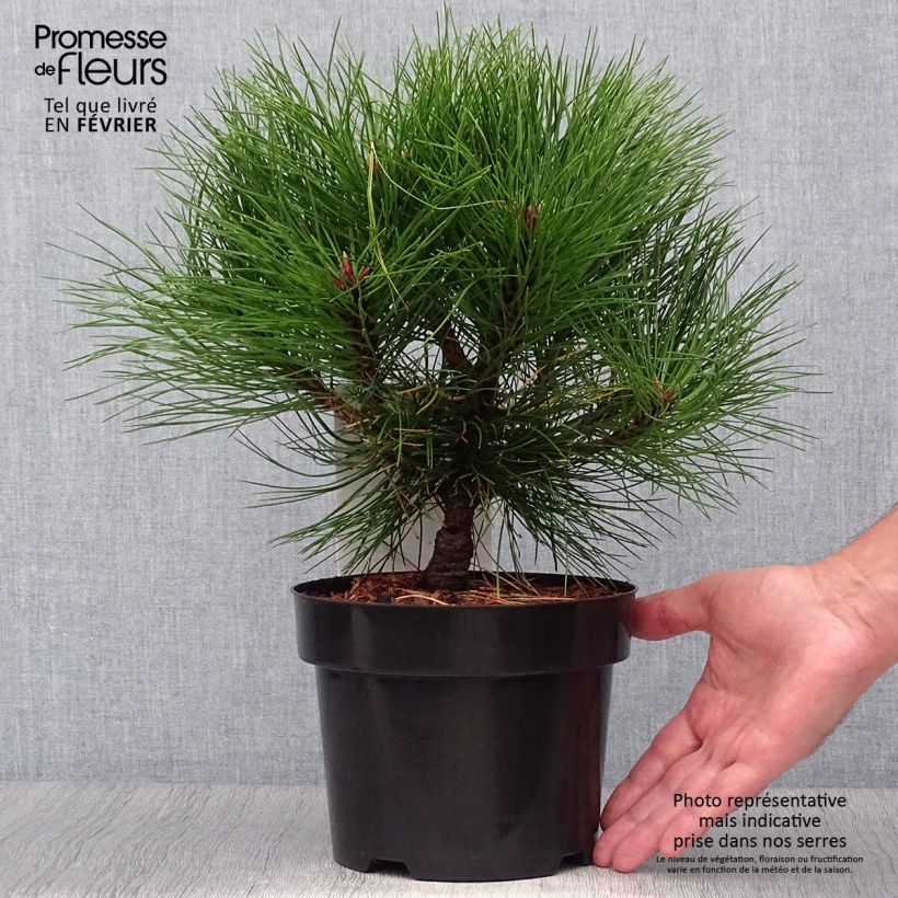 Exemplaar van Pinus nigra Marie Brégeon - Zwarte den Pot van 2 l/3 l zoals geleverd in de herfst