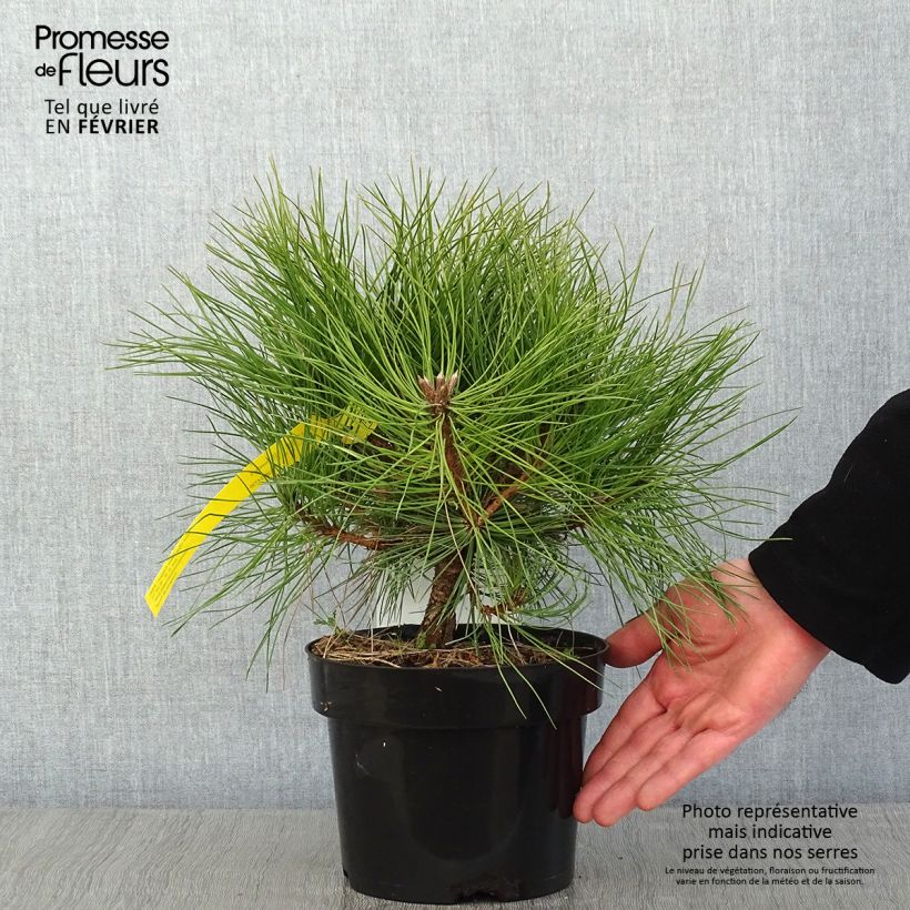 Example of Pinus nigra Marie Brégeon - Zwarte den Pot van 2 l/3 l as you get in hiver