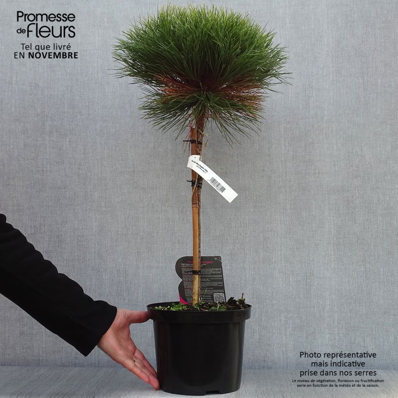 Exemplaar van Pinus nigra Marie Brégeon - Zwarte den Pot van 4 l/5 l, Stengel zoals geleverd in de herfst