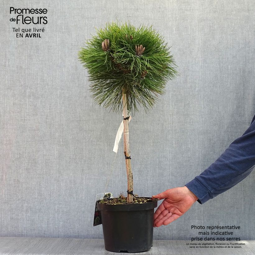Example of Pinus nigra Marie Brégeon - Zwarte den Pot van 4 l/5 l, Stengel as you get in printemps