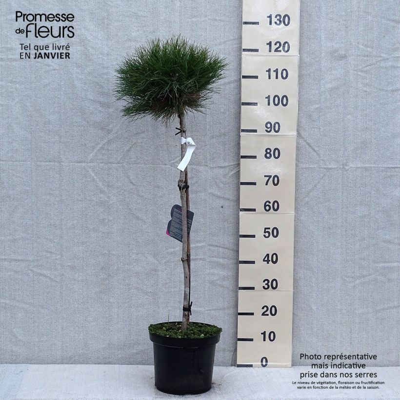 Exemplaar van Pin noir - Pinus nigra Marie Brégeon Pot de 7,5L/10L, Demi-Tige, Demi-tige/ Tige de 70/80 cm zoals geleverd in de winter