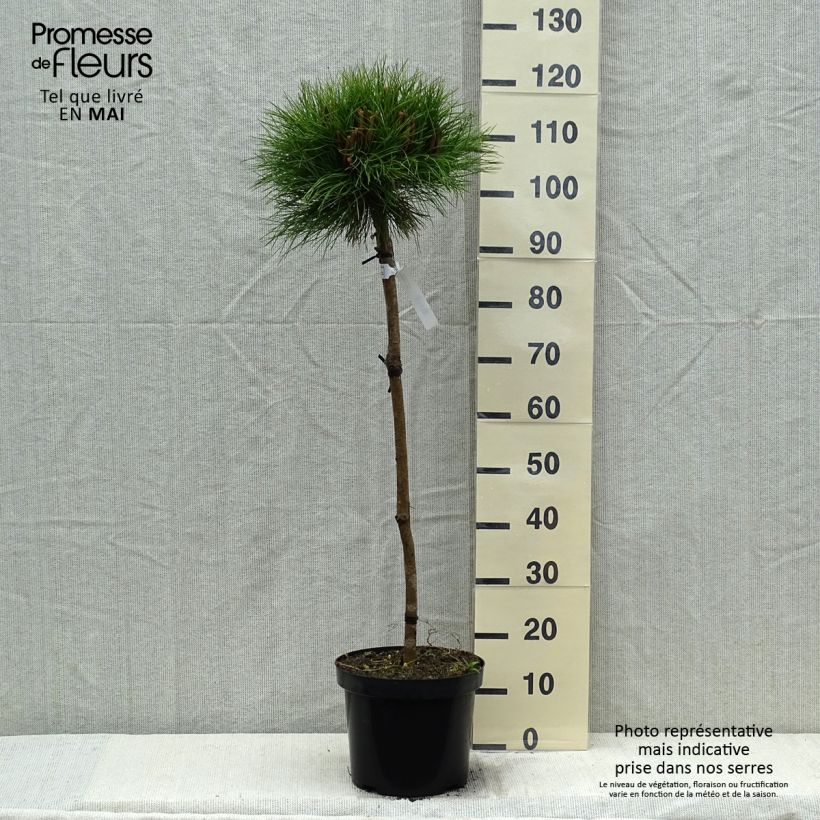 Example of Pinus nigra Marie Brégeon - Zwarte den Pot van 7,5 l/10 l, Half-hoge stam as you get in printemps