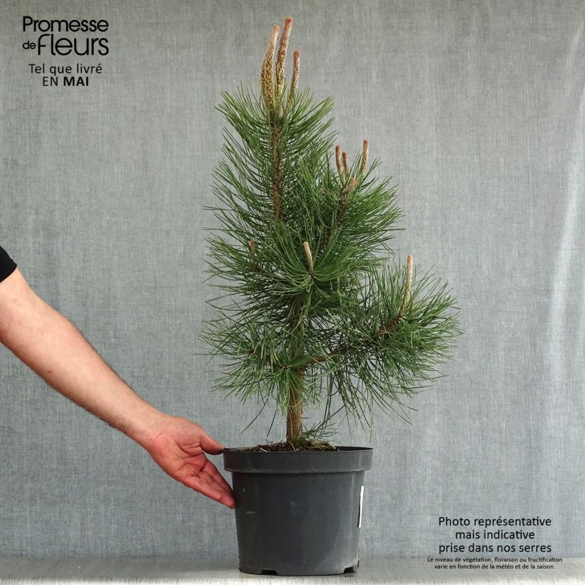Example of Pinus nigra nigra - Zwarte den Pot van 7,5 l/10 l as you get in printemps