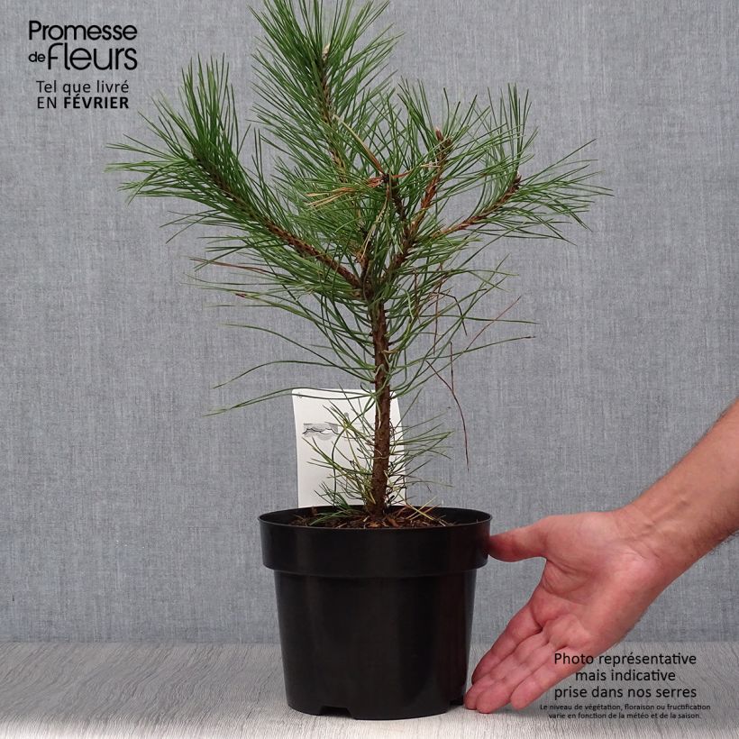 Exemplaar van Pinus nigra nigra - Zwarte den Pot van 2 l/3 l zoals geleverd in de herfst