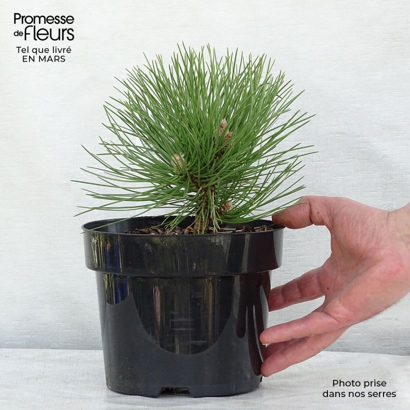 Example of Pinus nigra Nana - Zwarte den Pot van 2 l/3 l as you get in printemps
