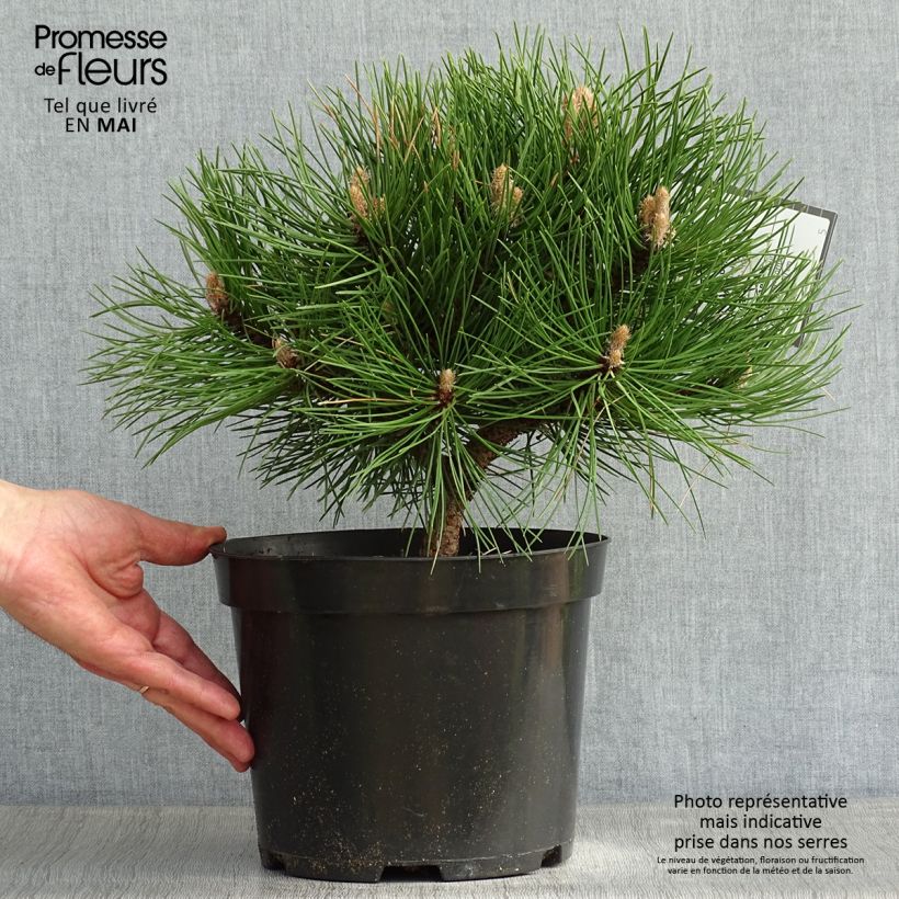 Example of Pinus nigra Nana - Zwarte den Pot van 7,5 l/10 l as you get in printemps