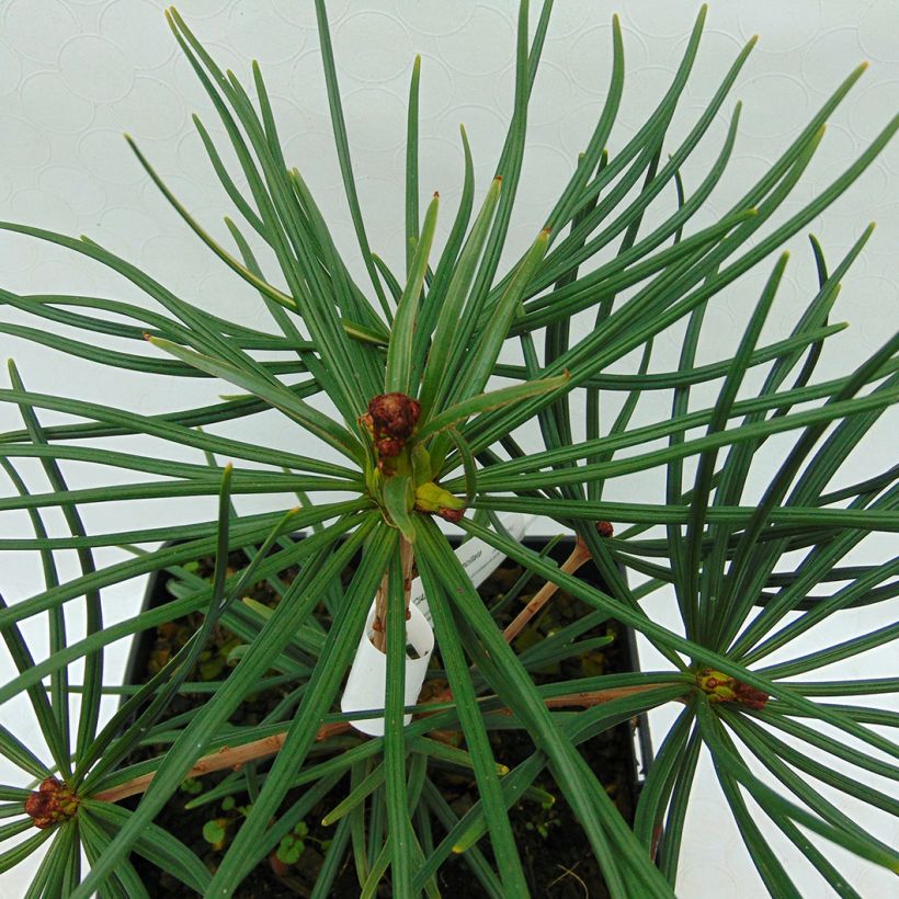 Sciadopitys verticillata - Parasolden Japan (Blad)