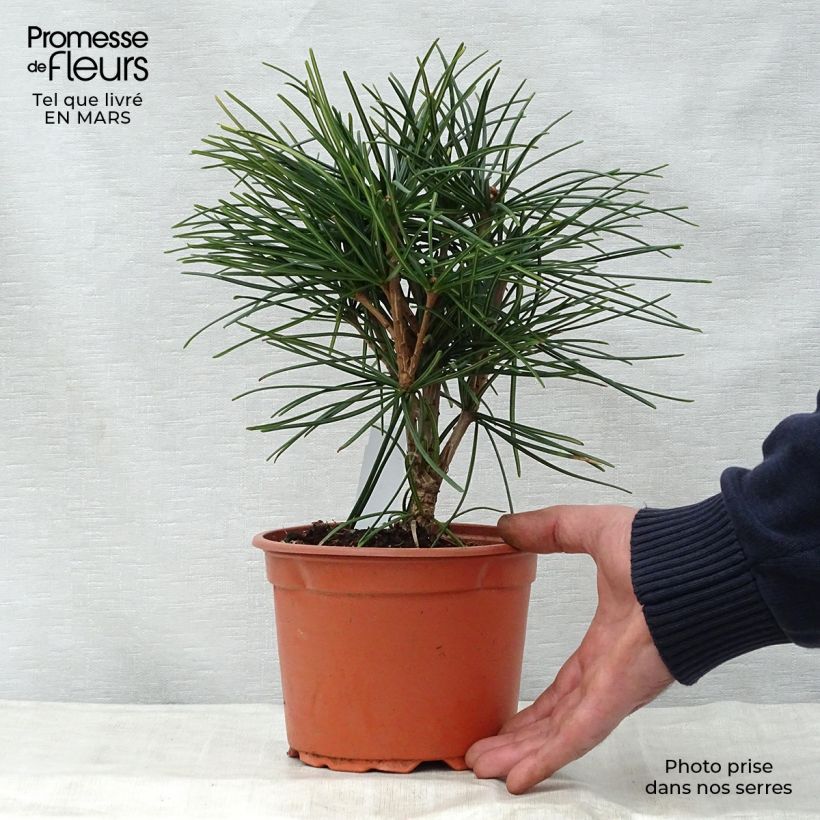 Exemplaar van Sciadopitys verticillata - Parasolden Japan Pot van 2 l/3 l zoals geleverd in de lente
