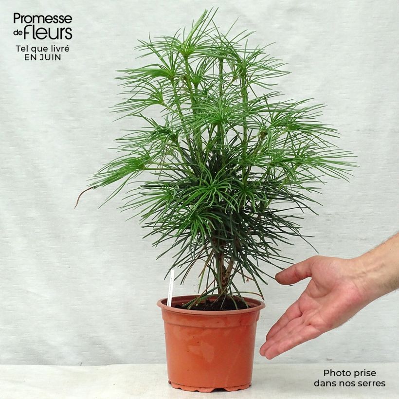 Exemplaar van Sciadopitys verticillata - Parasolden Japan Pot van 2 l/3 l zoals geleverd in de zomer