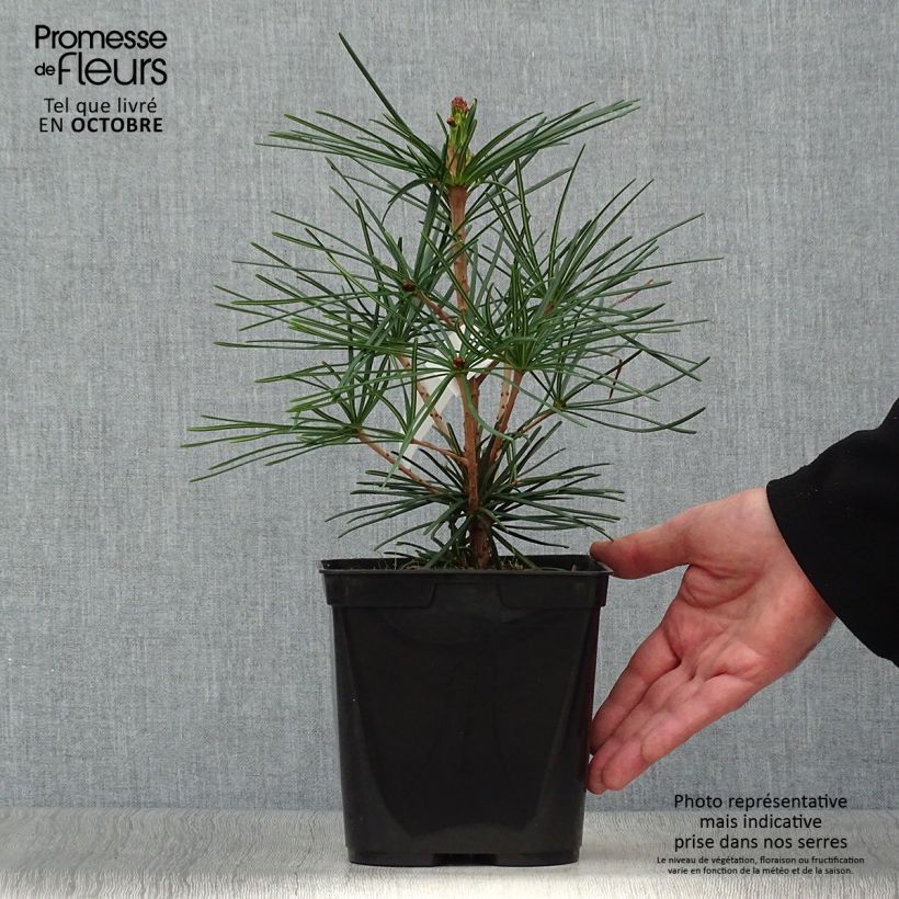 Exemplaar van Sciadopitys verticillata - Parasolden Japan Pot van 2 l/3 l zoals geleverd in de herfst