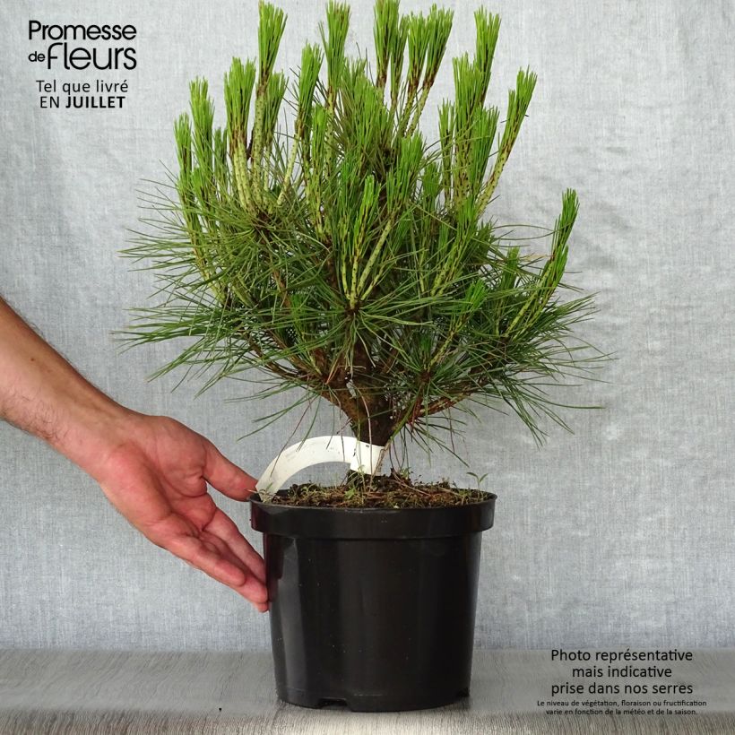 Exemplaar van Pinus densiflora Alice Verkade - Japanse rode den Pot van 4 l/5 l zoals geleverd in de zomer