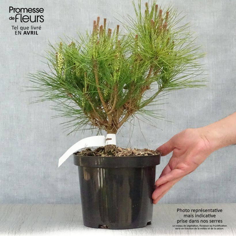 Example of Pinus densiflora Alice Verkade - Japanse rode den Pot van 4 l/5 l as you get in printemps