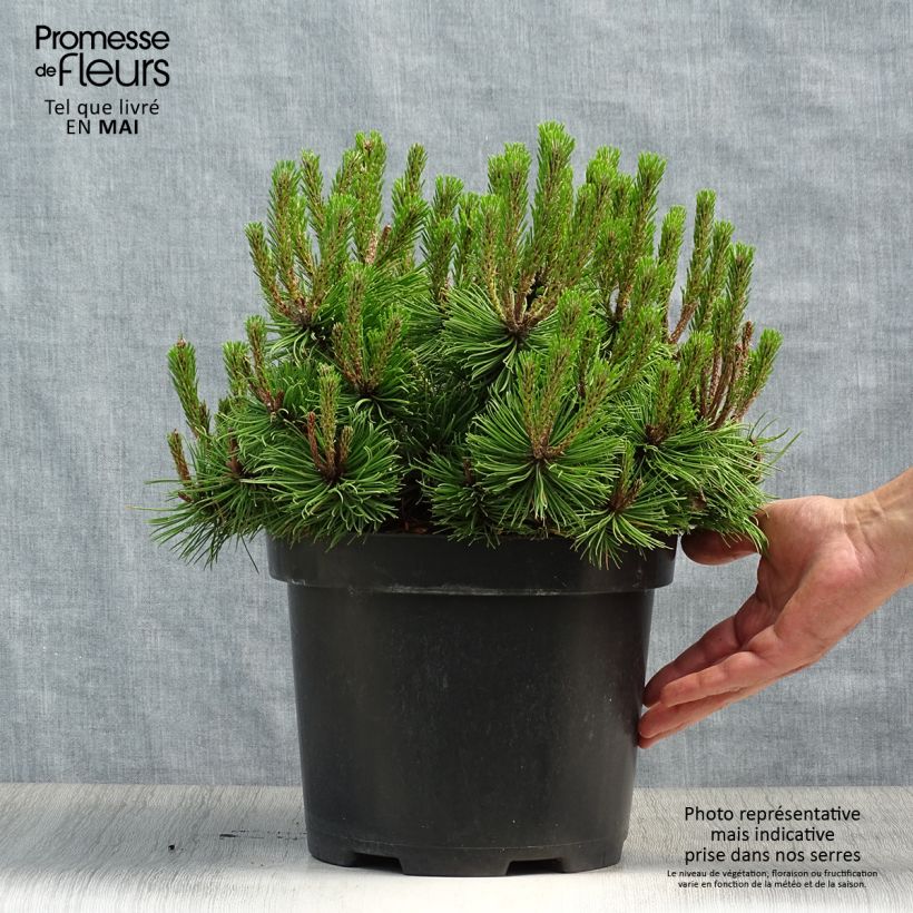 Exemplaar van Pinus densiflora Low Glow - Japanse rode den Pot van 7,5 l/10 l zoals geleverd in de lente