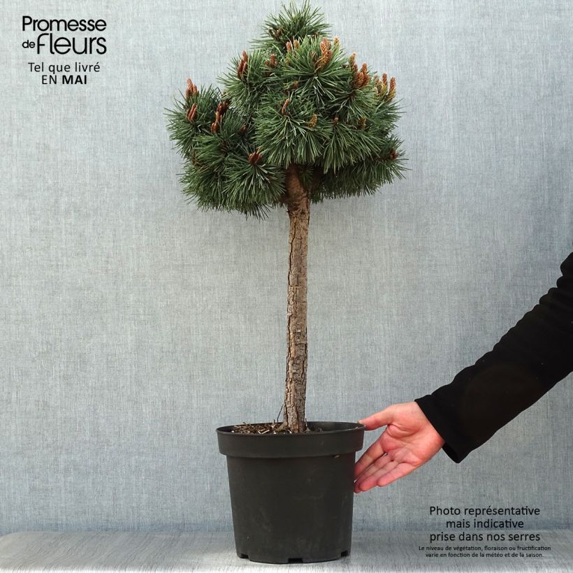 Exemplaar van Pinus sylvestris Doone Valley - Grove den Pot van 7,5 l/10 l, Half-hoge stam zoals geleverd in de lente
