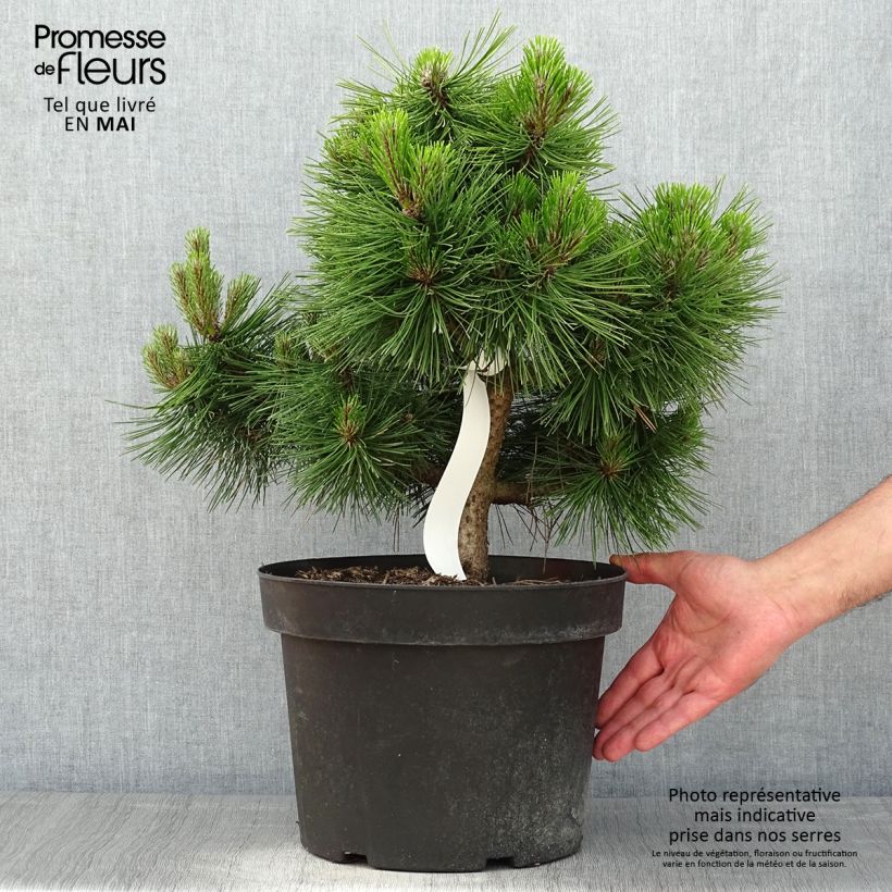 Exemplaar van Pinus densiflora Jane Kluis - Japanse rode den Pot van 7,5 l/10 l zoals geleverd in de lente