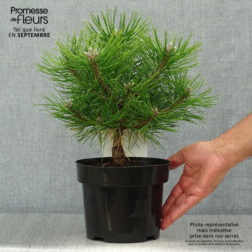 Exemplaar van Pinus densiflora Jane Kluis - Japanse rode den Pot van 2 l/3 l zoals geleverd in de herfst