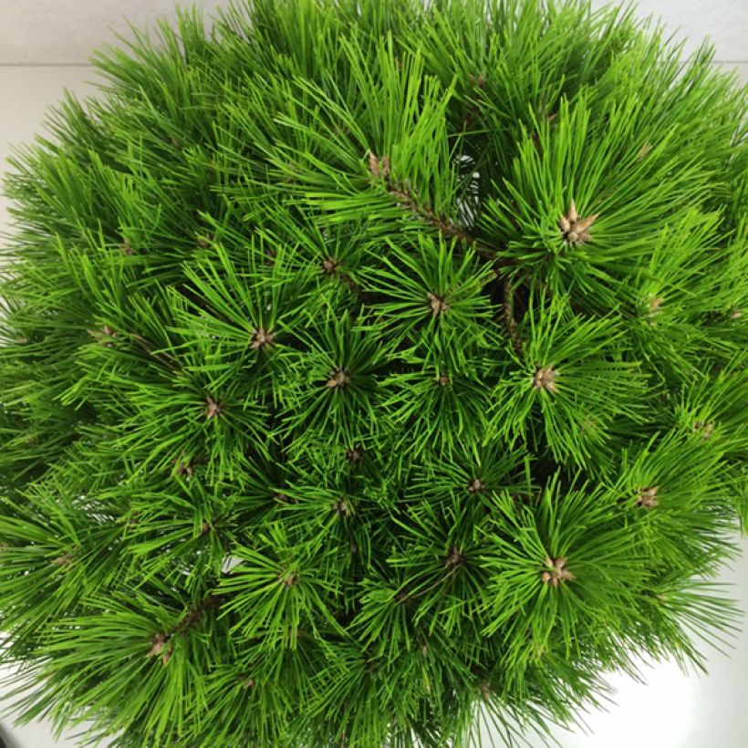 Pinus densiflora Low Glow - Japanse rode den (Blad)
