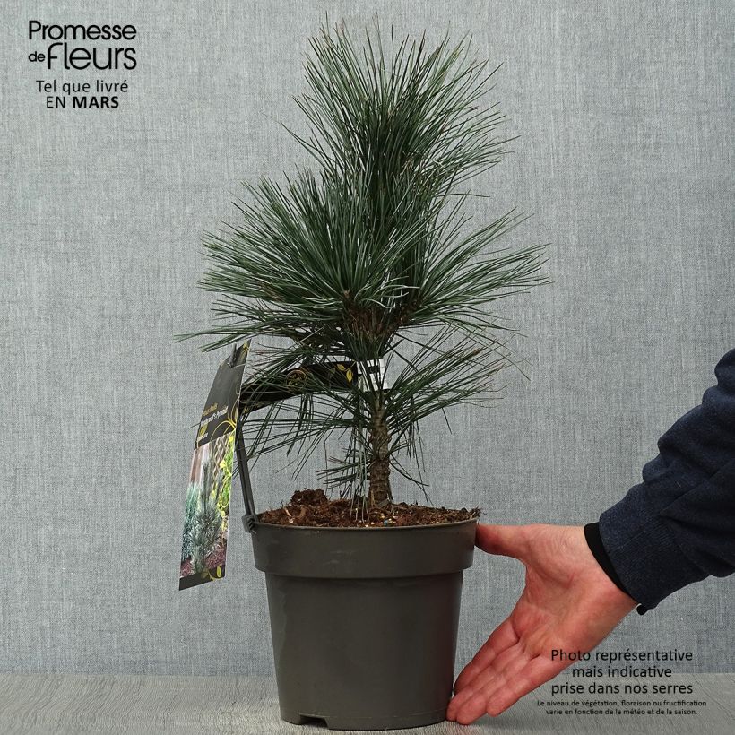 Exemplaar van Pinus flexilis Vanderwolf's Pyramid - Buigzame den Pot van 2 l/3 l zoals geleverd in de lente