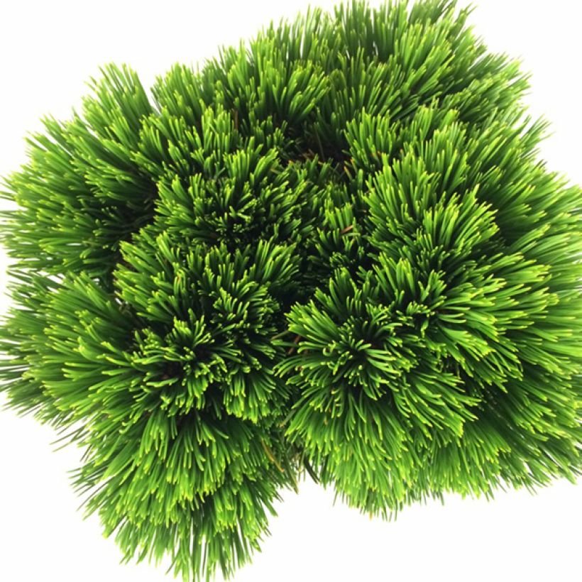 Pinus heldreichii Schmidtii - Bosnische den (Blad)