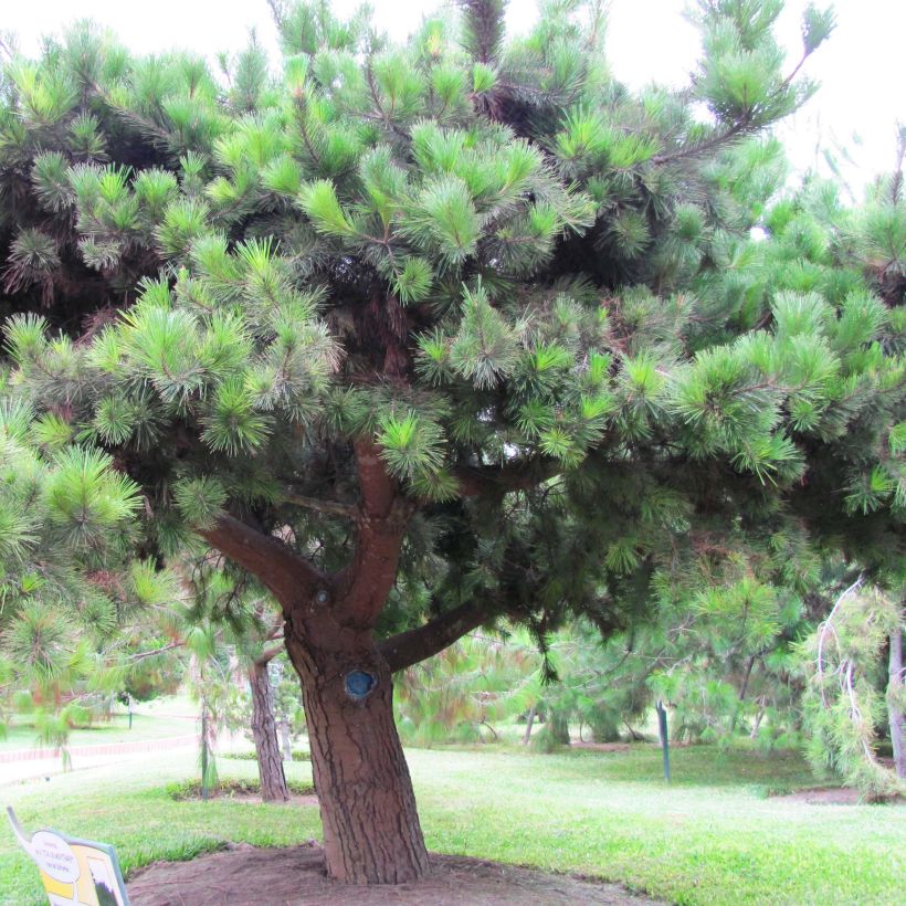 Pinus insignis - Montereyden (Groeiplaats)