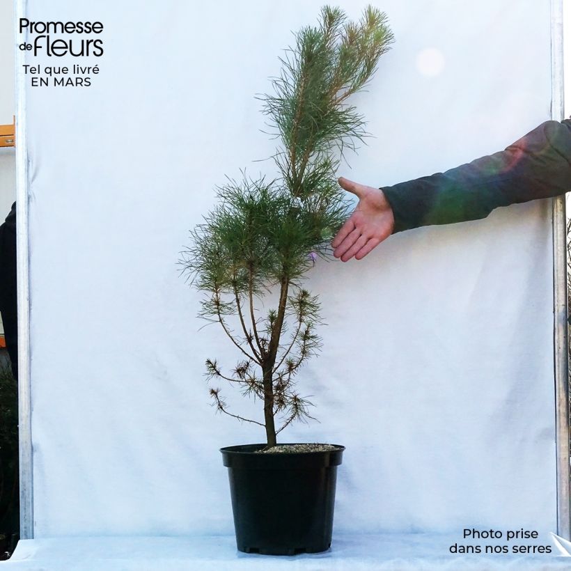 Exemplaar van Pinus insignis - Montereyden Pot van 7,5 l/10 l zoals geleverd in de lente