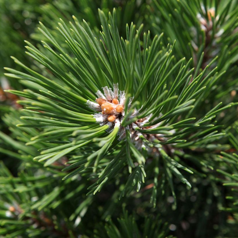 Pinus mugo Gnom - Bergden (Blad)