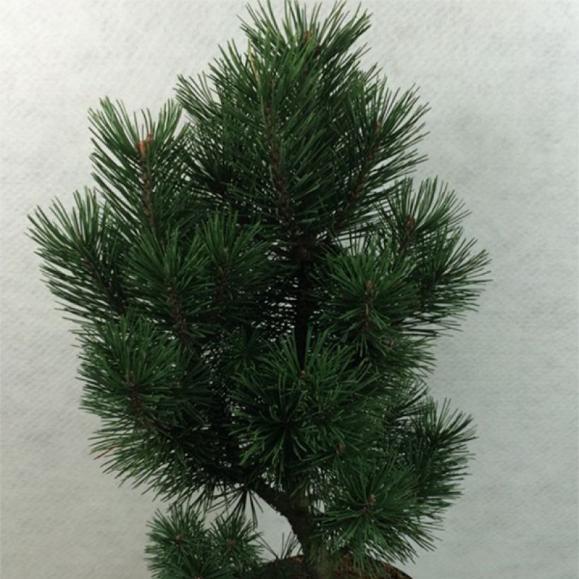Pinus mugo Green Column - Bergden (Groeiplaats)