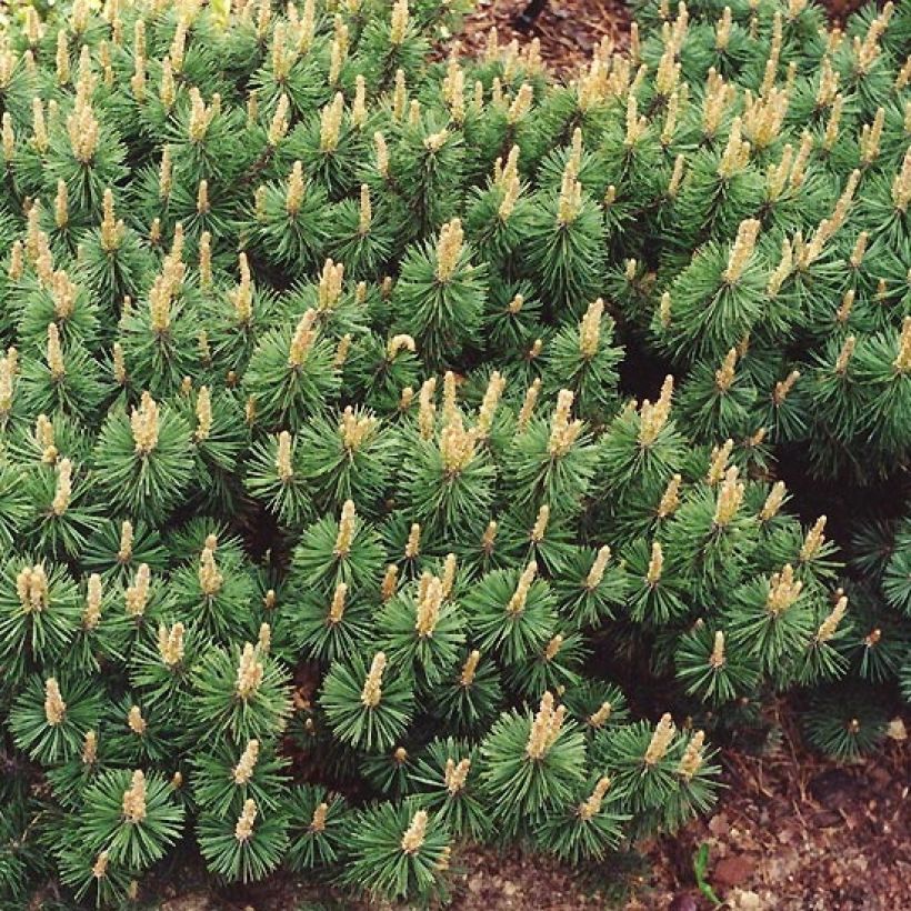 Pinus mugo Humpy - Bergden (Groeiplaats)